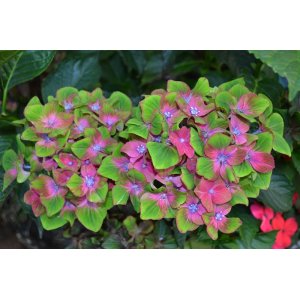 Hortenzia kalinolistá (Hydrangea macrophylla) ´SAXON SCHLOSS WACKERBARTH®´ - výška 30-50 cm, kont. C3L